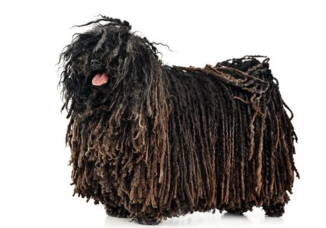 Dogs With Dreadlocks The Smart Dog Guide