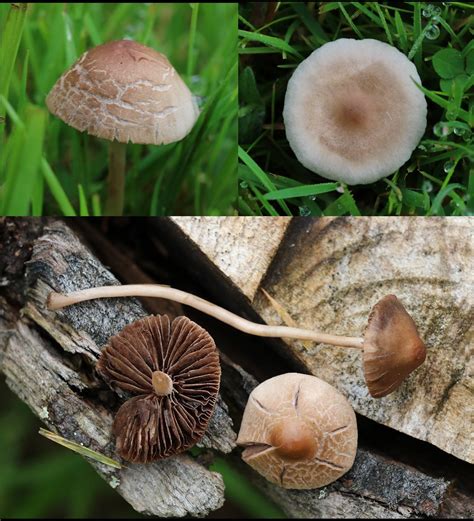 Dunrobin castle in scotland, gardens,fountain, gardens. ID garden Mushroom 2 - Psilocybe (foenisecii ?) - Mushroom ...