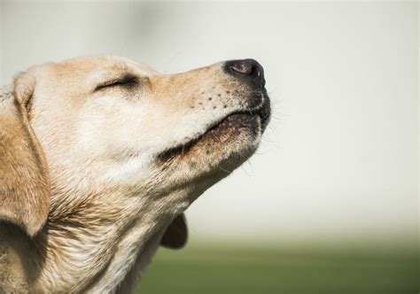 Dogs Recognize Their Own Scent Study Shows American Kennel Club
