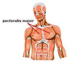 I wasn't brave enough to go there yet, as the partially dissected torso of a man was enough for me. Pectoralis major muscle — Science Learning Hub