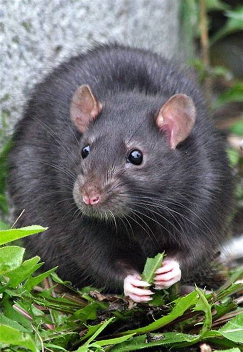 Beautiful Black Rat Black Rat Cute Rats Rats