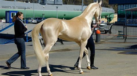 5 Most Beautiful Horse Breeds In The World Horsetv Live