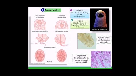 Ancylostoma Duodenale YouTube