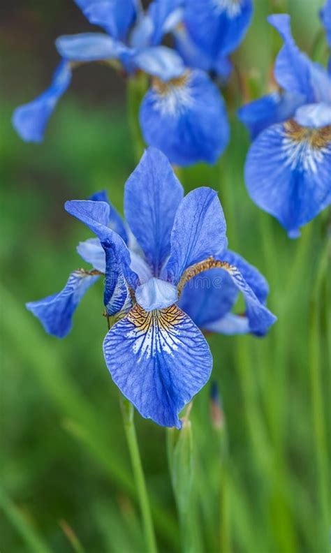Blue Iris Flower On Green Background Stock Photo Image Of Leaves