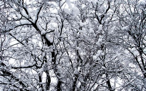 Download Wallpaper 1920x1200 Winter Trees Snow Widescreen 1610 Hd