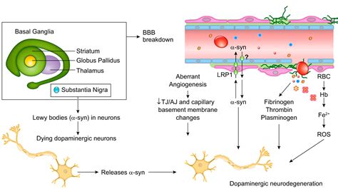Blood Brain Barrier From Physiology To Disease And Back