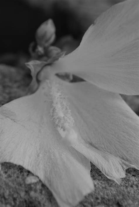 Black And White Floral Photograph By Michelle Cruz