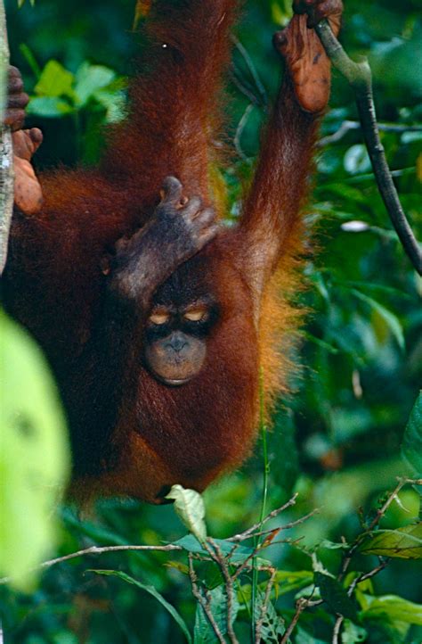 Bornean Orangutan Pongo Pygmaeus Sepilok Orangutan Rehab Flickr