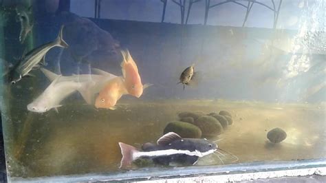 Redtail Catfish Tank Mates Youtube