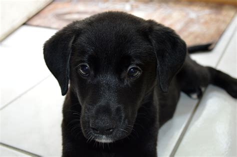 This Is My 11 Week Old German Shepherd Lab Mix Puppy Brandy Isnt