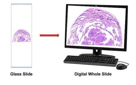 Slide Scanning Slide Scanning Services Leader In Digital Pathology