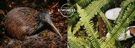 where to see kiwis in auckland new zealand kiwiness tours