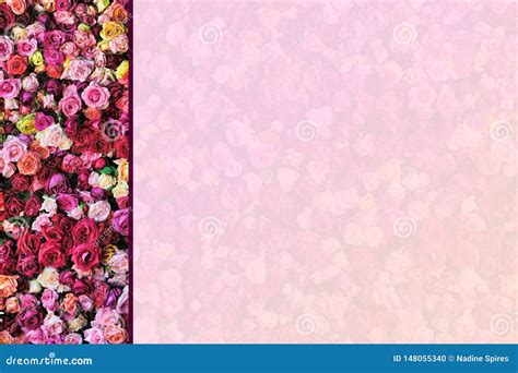 Rose Wall Side Border With Faded Background Stock Photo Image Of