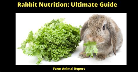 Rabbit Nutrition Watch