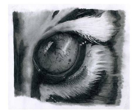 Tiger Eye By Andybuck On Deviantart