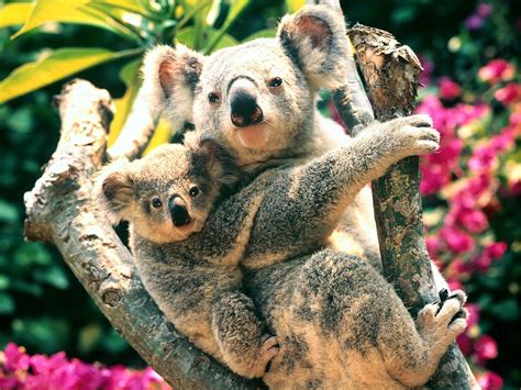 Nature Animals Koalas Baby Animals Wallpapers Hd