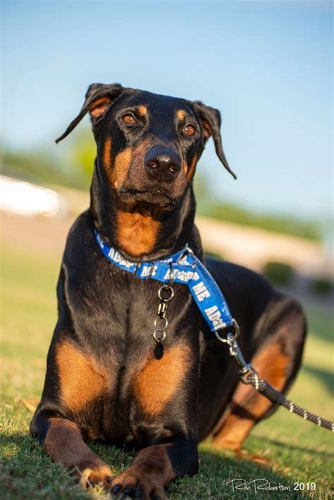 Doberman, köpek ırklarının arasında insanlarla en iyi anlaşan ırklardan birisidir. Ganny - Desert Harbor Doberman Rescue