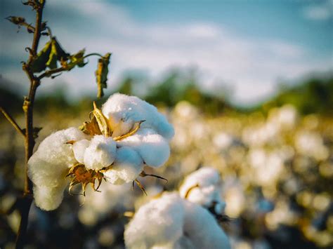 Il cotone biologico lancia la sfida a quello OGM - inNaturale