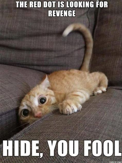 Funniest Cat Memes Funny Funny Cats Cat Cat Memes