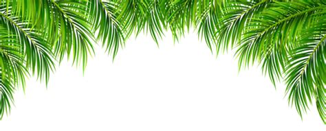 Affordable and search from millions of royalty free images, photos and vectors. Palm Leaves Decor PNG Clip Art Image | Gallery ...