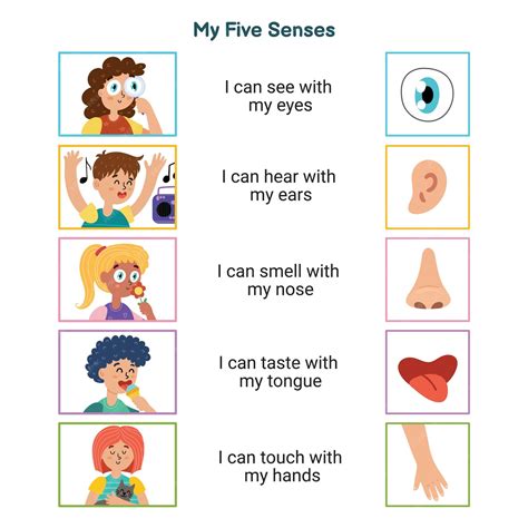 Premium Vector My Five Senses Educational Poster For Kids