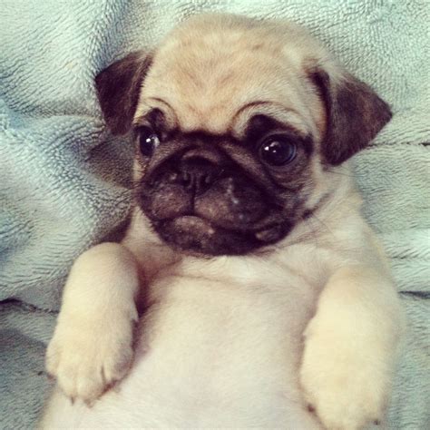 The Most Adorable Pug Puppy Ever