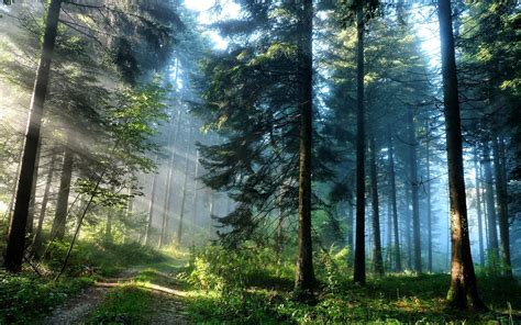 Majestic Forest Wallpaper for Android - APK Download