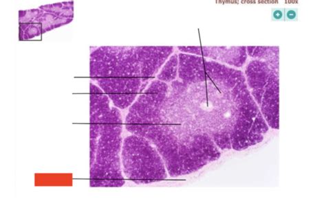 Lymphatic Histology Thymus Flashcards Quizlet