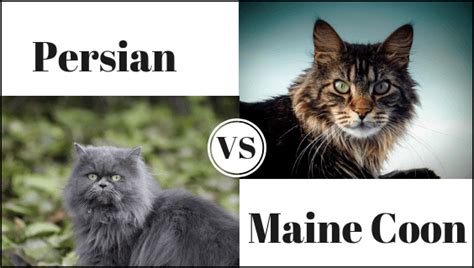 Ragdoll Cat Maine Coon Size Comparison