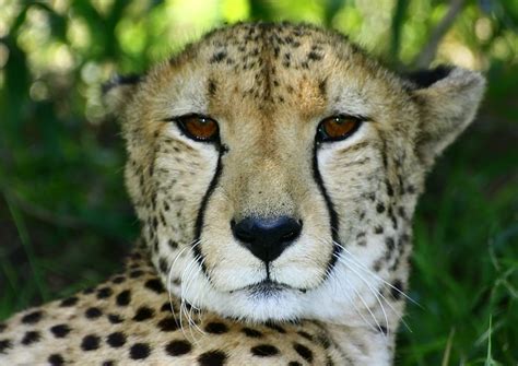African Cats Cheetah 5 Free Photo Download Freeimages