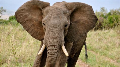 Beauty Cute Amazing Animal Big Elephant With Big Ear Wallpapers