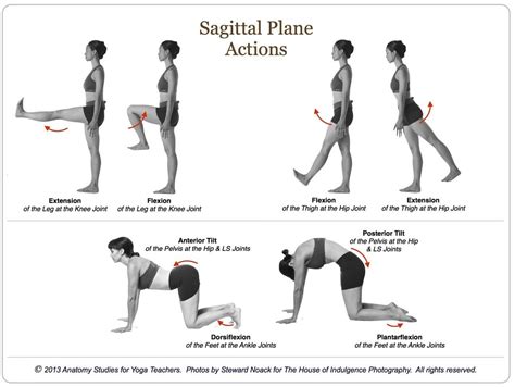 Picture Yoga Anatomy Pilates Teacher Training Human Anatomy And Physiology
