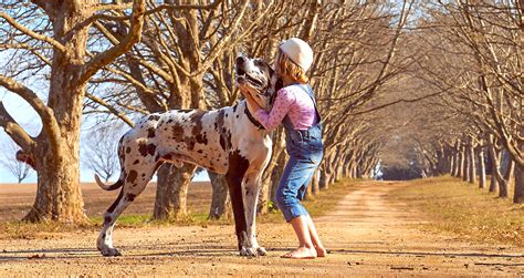 5 Things To Know About Great Danes Petful