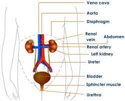 The body must excrete waste to maintain itself. Diagrams - The Excretory System