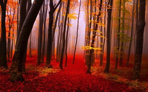 Autumn Forest Path Trees Fog Fall Yellow And Red Leaves