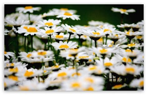 Daisies Field Ultra Hd Desktop Background Wallpaper For 4k Uhd Tv