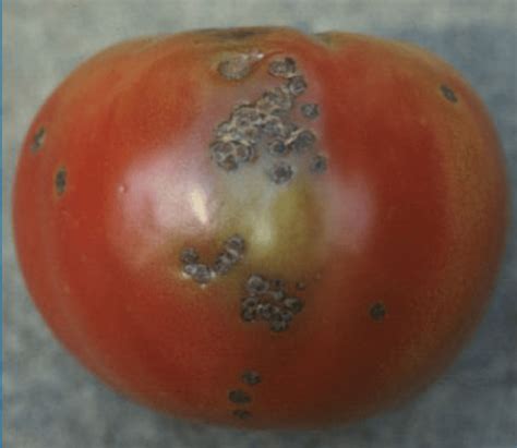 Black Spots On Tomatoes Information Greensguru
