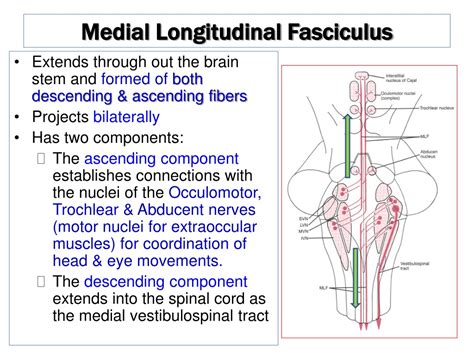Ppt The Vestibulo Cochlear Nerve Cranial Nerve 8 Vestibular