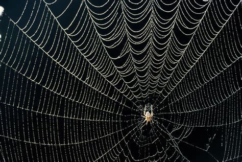 Why Spiders Decorate Their Webs