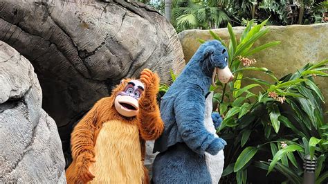 Jungle Book Baloo And King Louis Meet And Greet At Disneys Animal