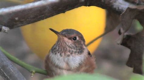 If they did they would not develop properly and could even die. Hummingbird Baby - YouTube