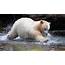 Lovely White Bear Baby Playing In Water  HD Wallpapers