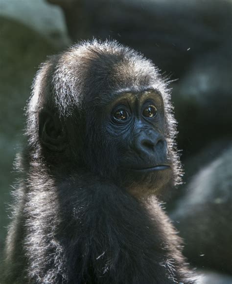 Baby Gorilla In 2020 Gorilla Baby Gorillas Cute Animals