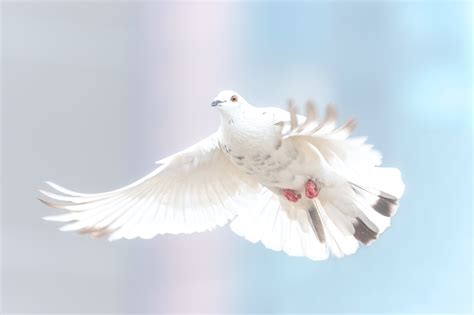 Canva - White Dove Flying | Unity San Francisco