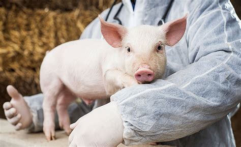 Farm Animal Welfare Facts Over Feelings 2015 08 03