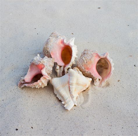 Free Images Hand Pink Material Invertebrate Seashell Conch Shells Organ Snails