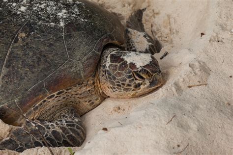 Turtle Island Borneo The Ultimate Guide To Visiting