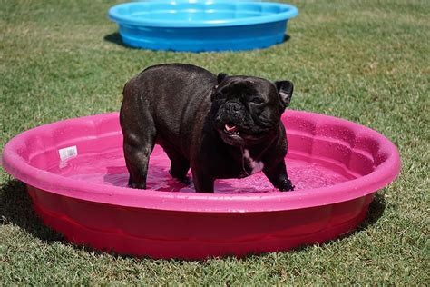 Pérdida De Pelo En El Bulldog Francés 【causas Y Soluciones】