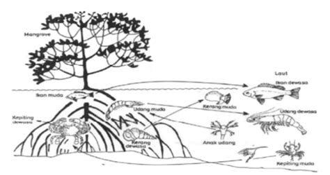 Kegiatan Pembelajaran Daur Biogeokimia Dan Perubahan Ekosistem
