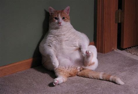 Top 10 Fat Cat Breeds Cat Breeds Prone To Weight Issues Petmd